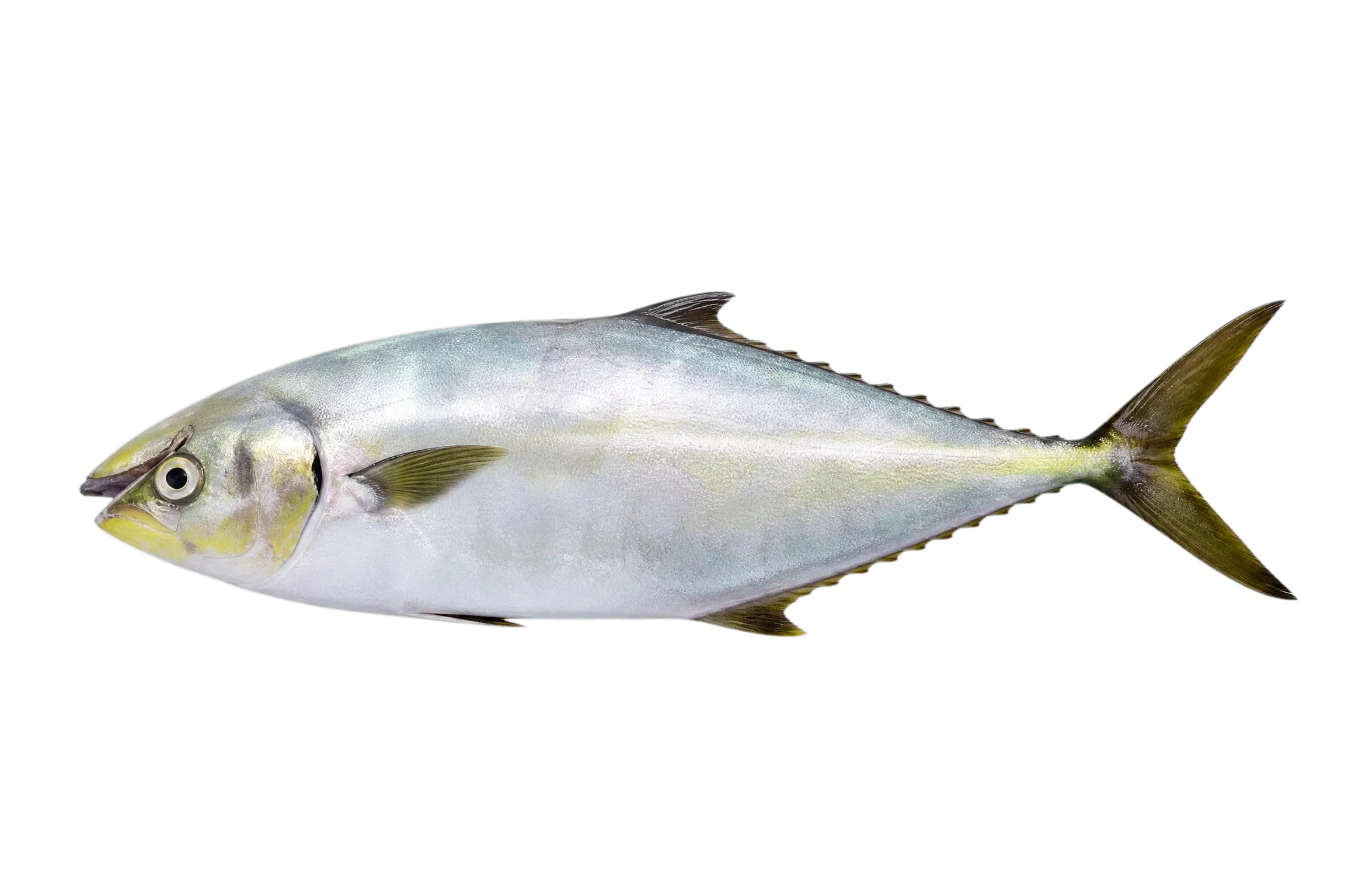 Castin leatherjacket (Oligoplites saliens) specimen