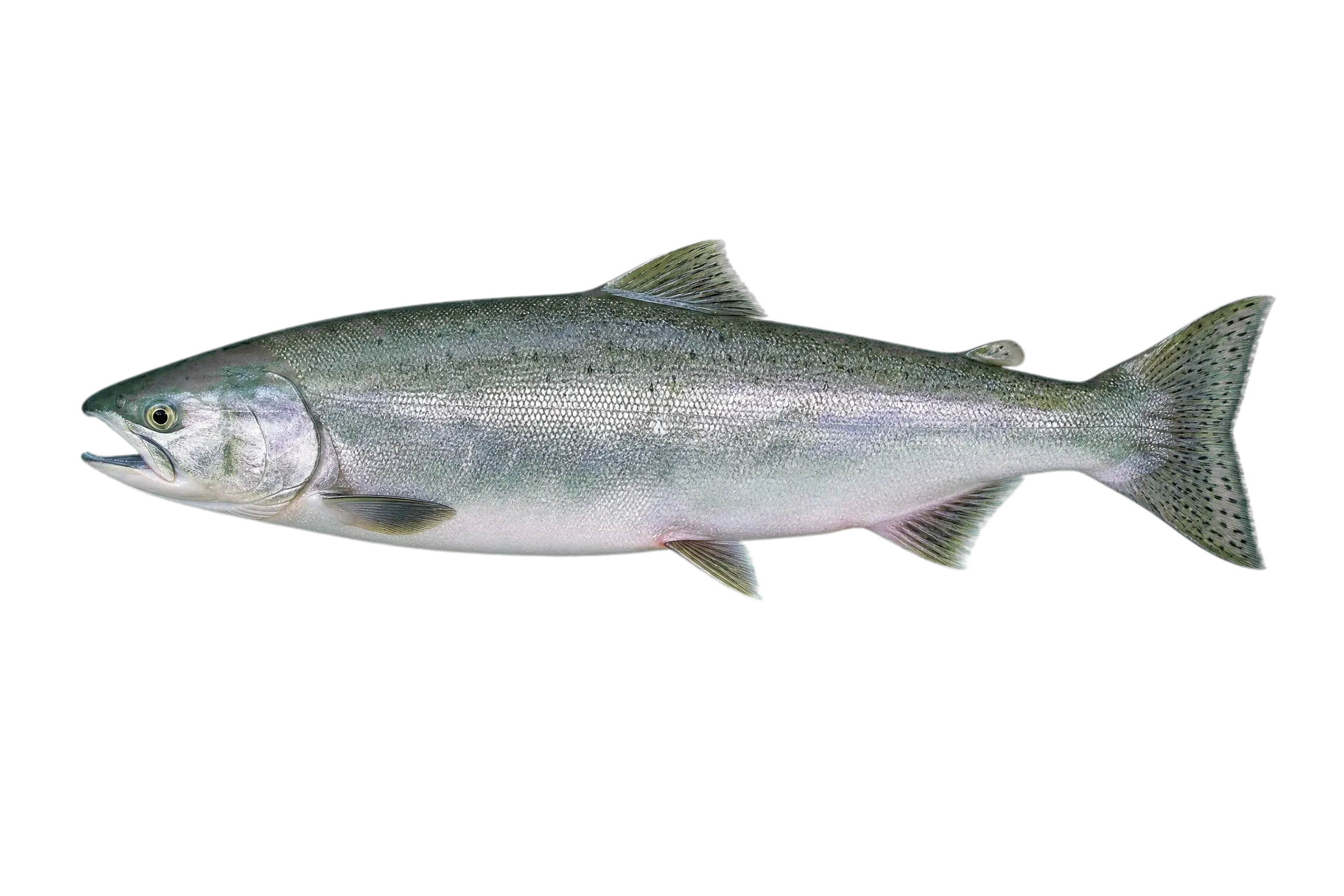 Coho salmon (Oncorhynchus kisutch) specimen