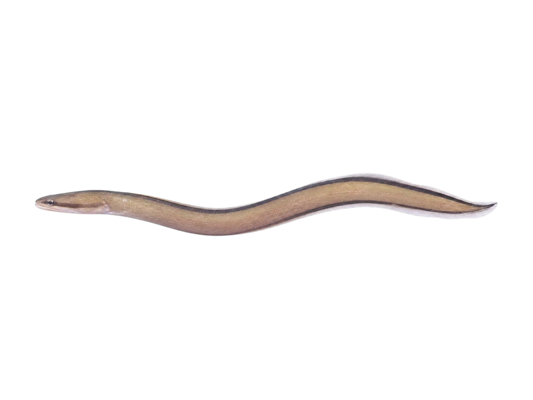 Dark-shouldered snake eel (Ophichthus cephalozona) specimen