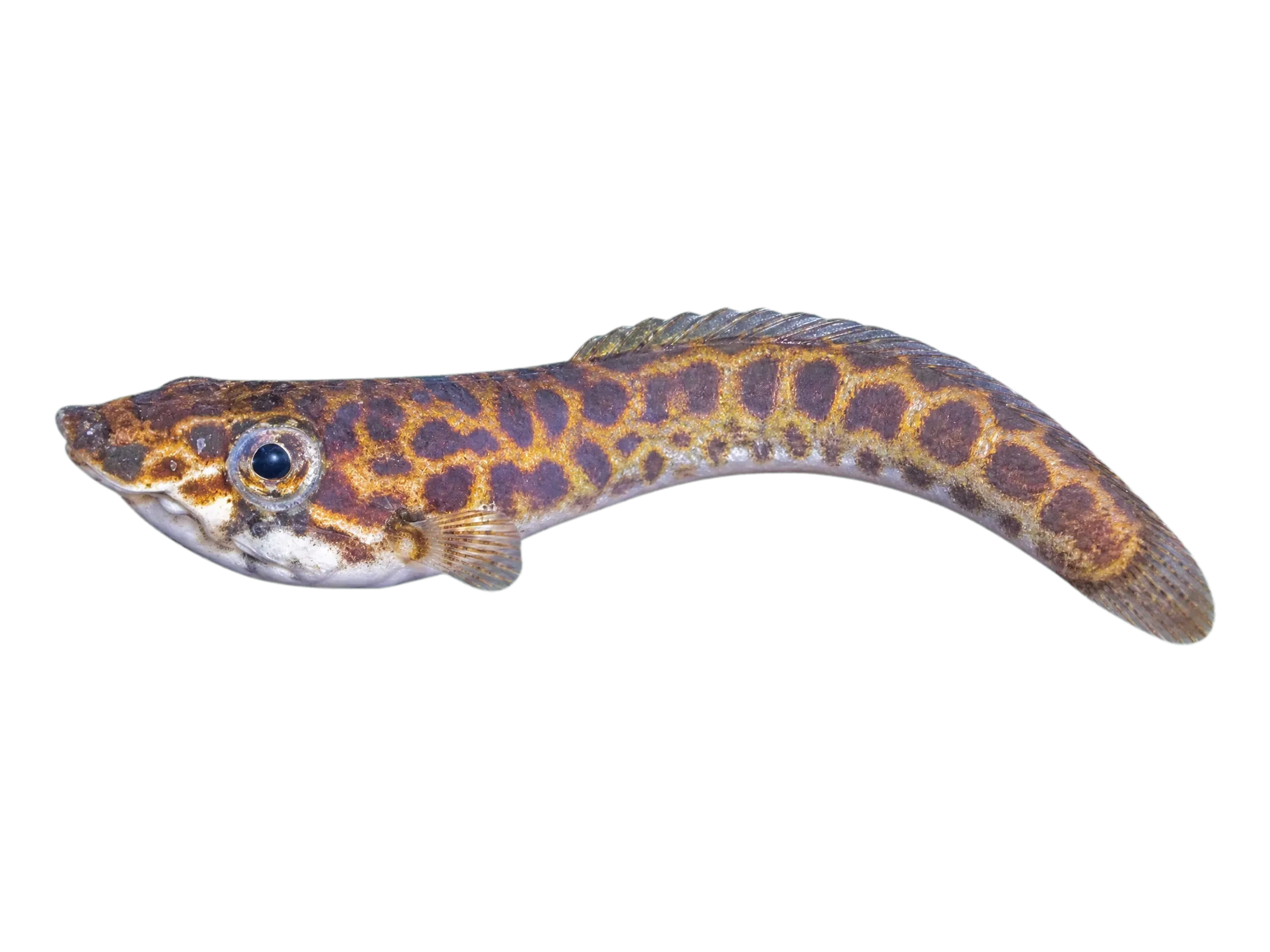 Wrinkled Snake-eel (Ophichthus rugifer) specimen
