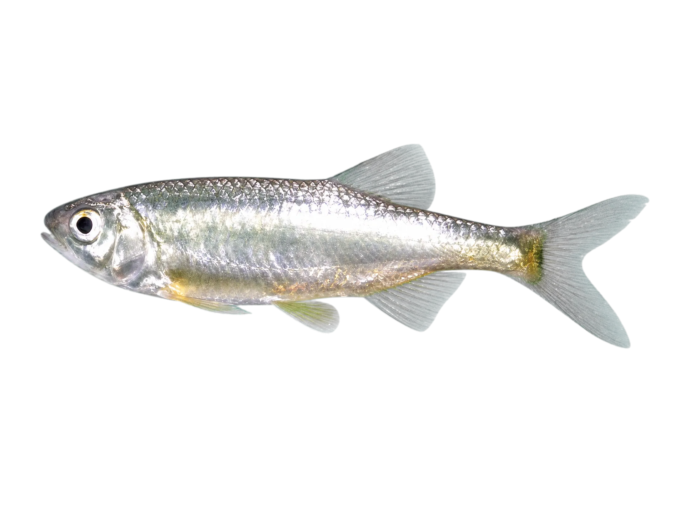 Opsarius infrafasciatus（Opsarius infrafasciatus）标本