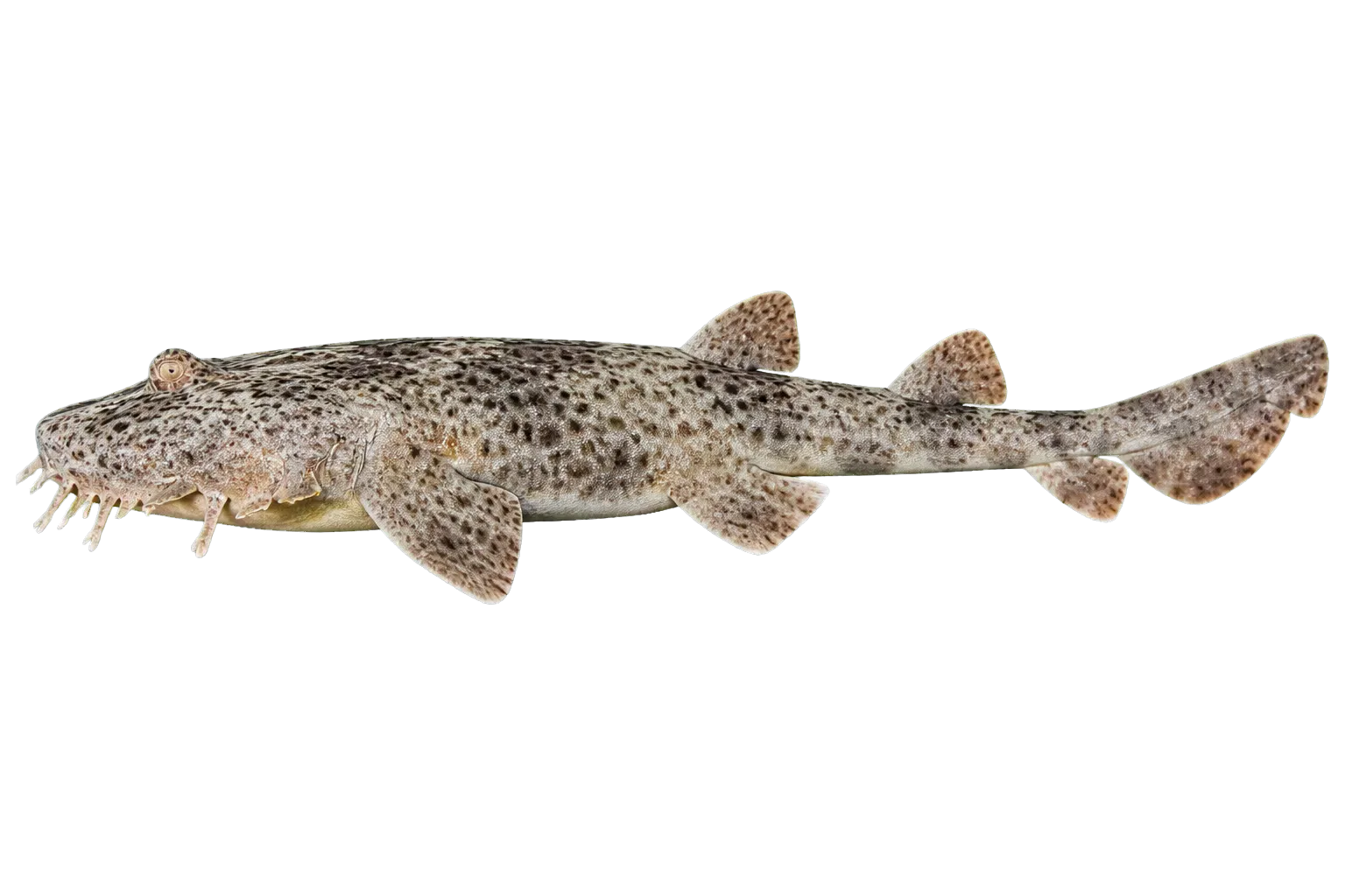 carpet shark (Orectolobus ornatus) specimen