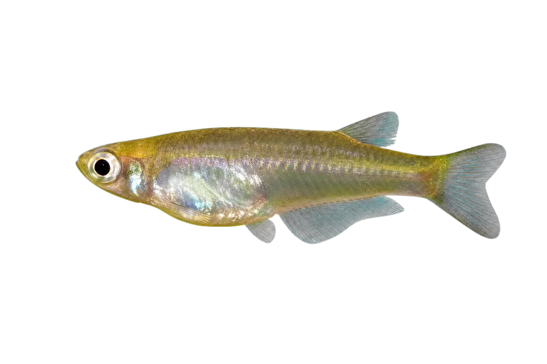 Hainan medaka (Oryzias curvinotus) specimen