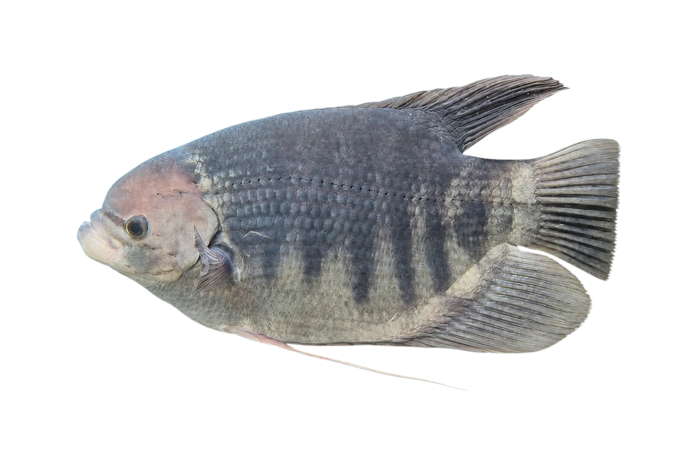 七紋絲足鱸（Osphronemus septemfasciatus）标本