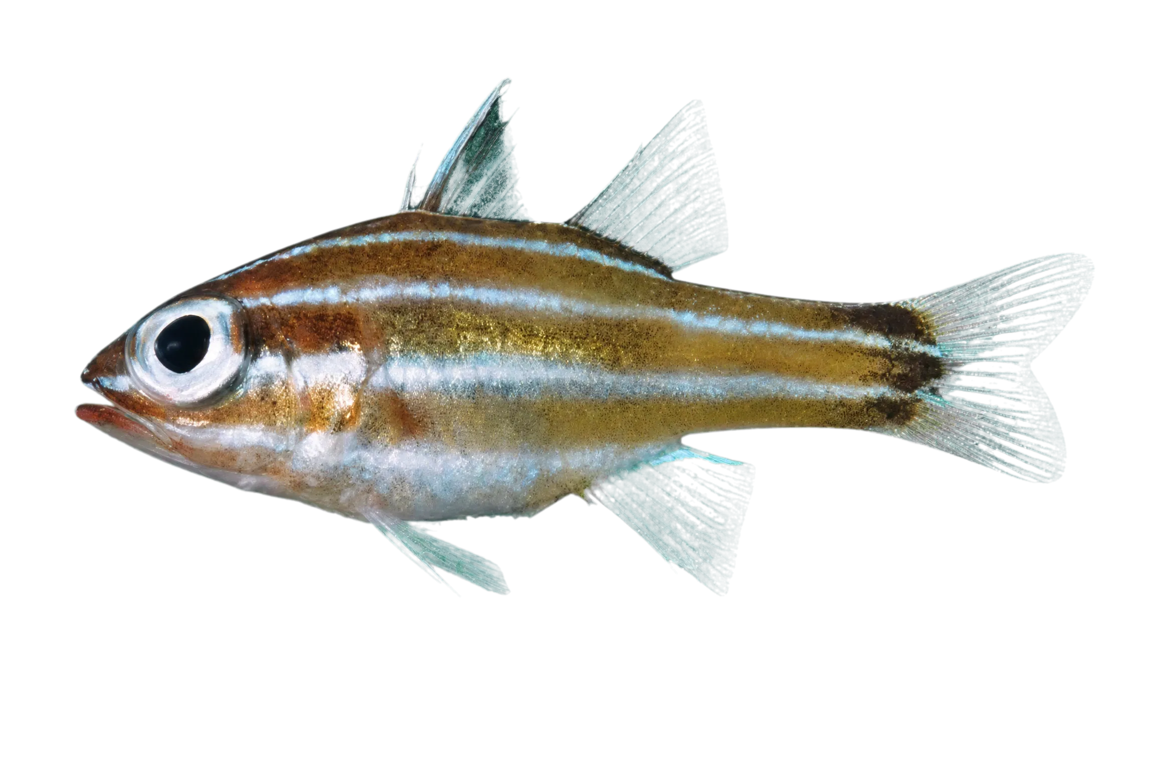 Ostorhinchus brevispinis (Ostorhinchus brevispinis) specimen