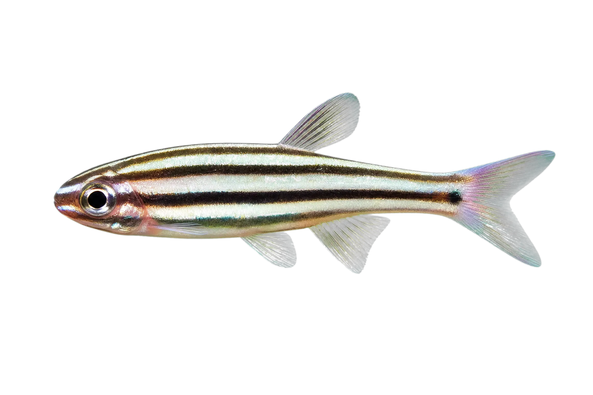 Kin Cardinalfish (Ostorhinchus relativus) specimen