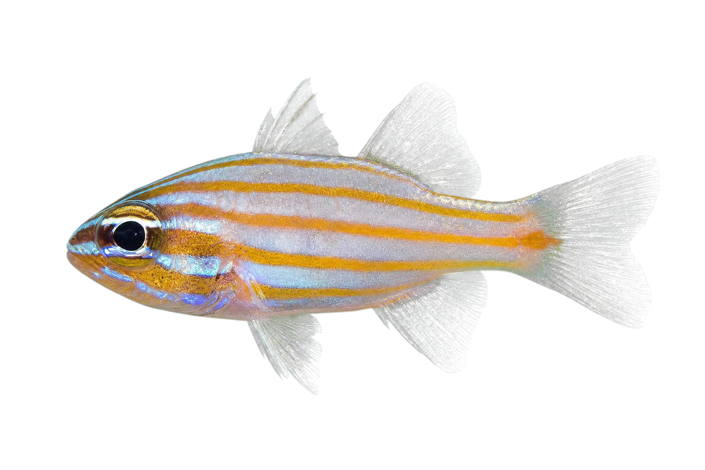 Rubyspot cardinalfish (Ostorhinchus rubrimacula) specimen