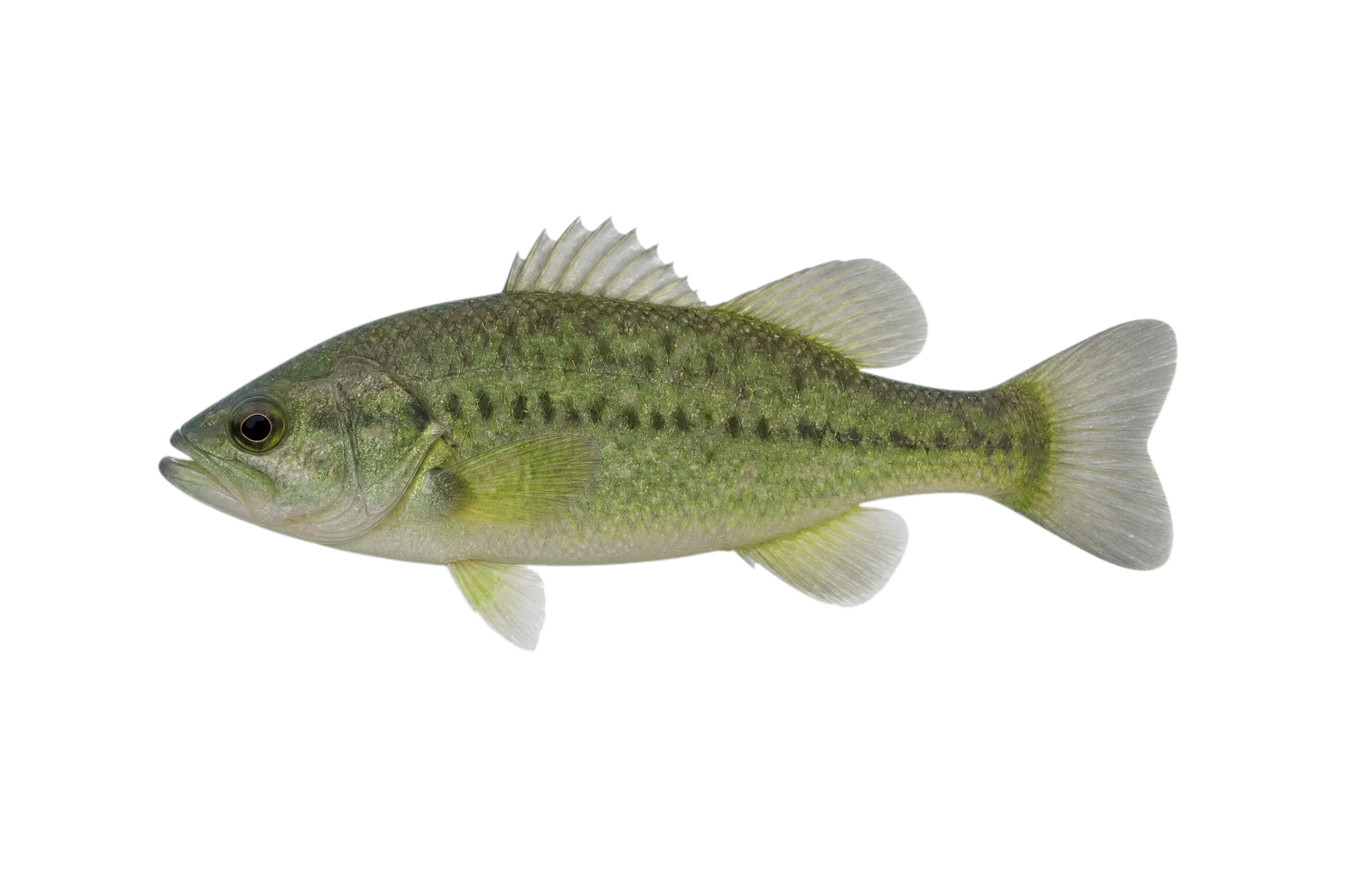 Gobbleguts (Ostorhinchus rueppellii) specimen