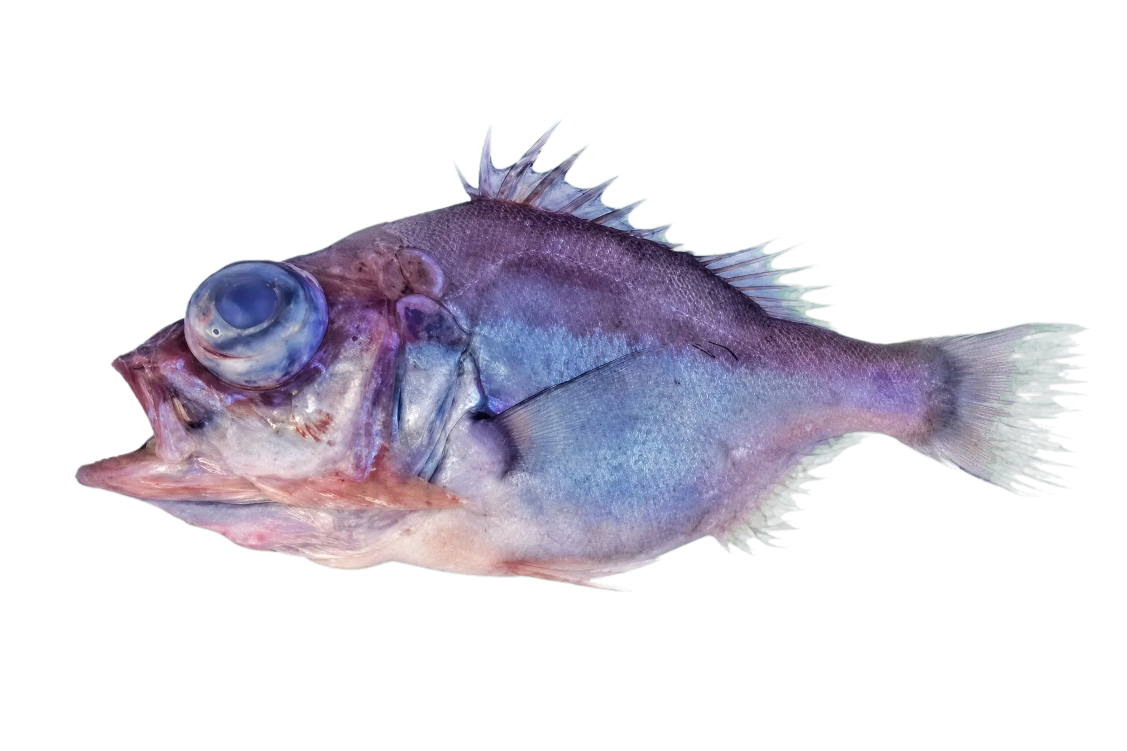 Spinycheek seabass (Ostracoberyx paxtoni) specimen