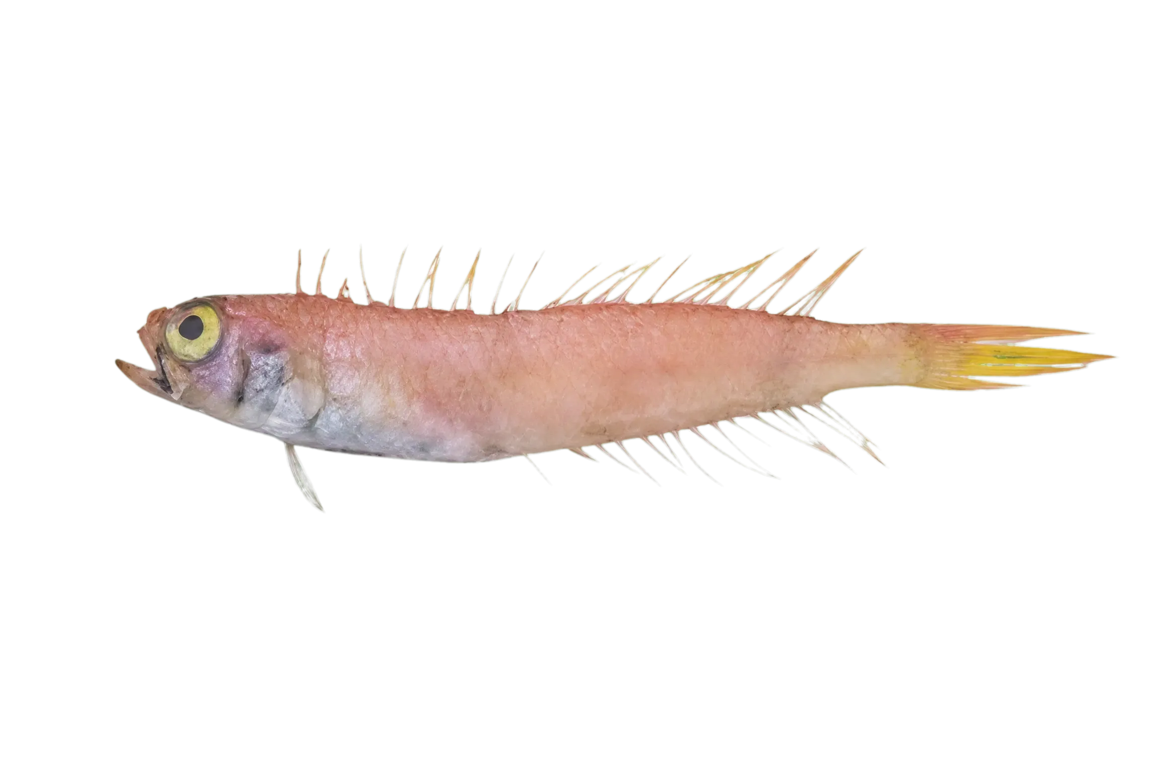 Owstonia taeniosoma (Owstonia taeniosoma) specimen