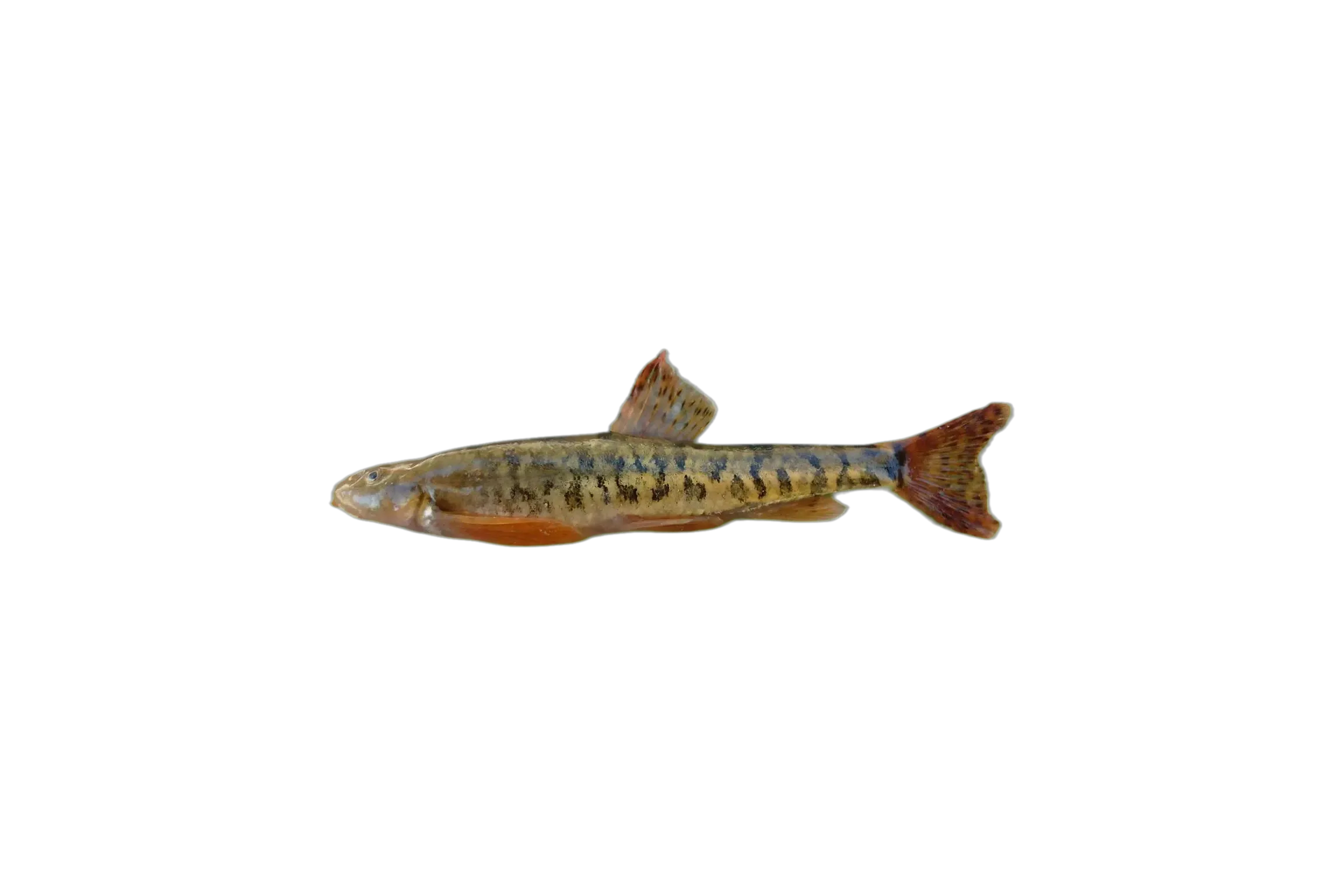 Oxynoemacheilus bergianus (Oxynoemacheilus bergianus) specimen