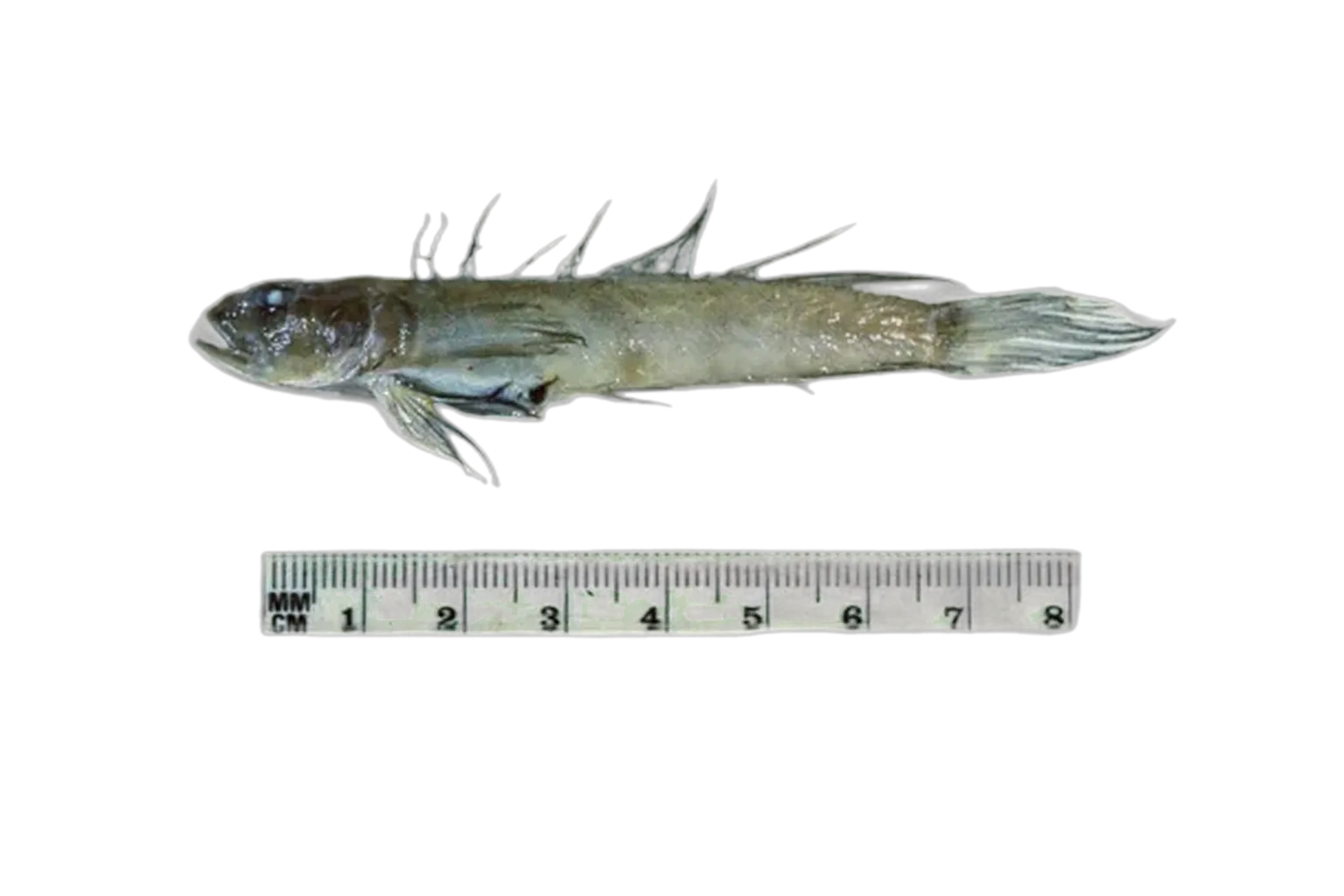 Ribbon goby (Oxyurichthys heisei) specimen