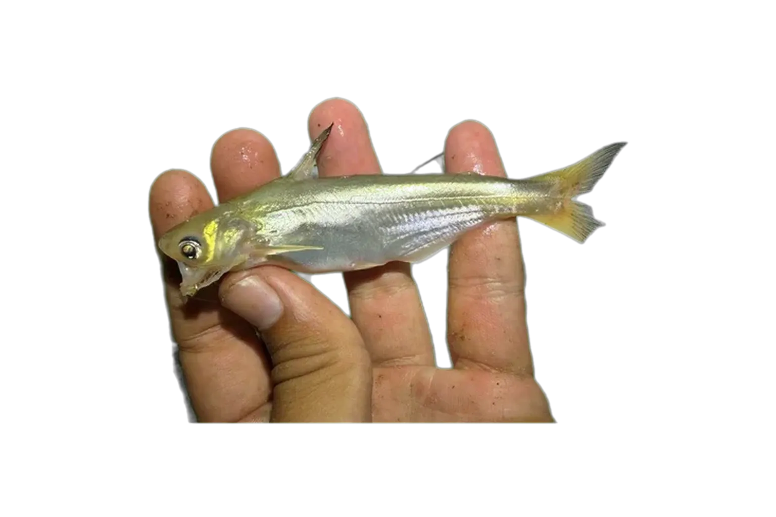 Pangasius mahakamensis (Pangasius mahakamensis) specimen