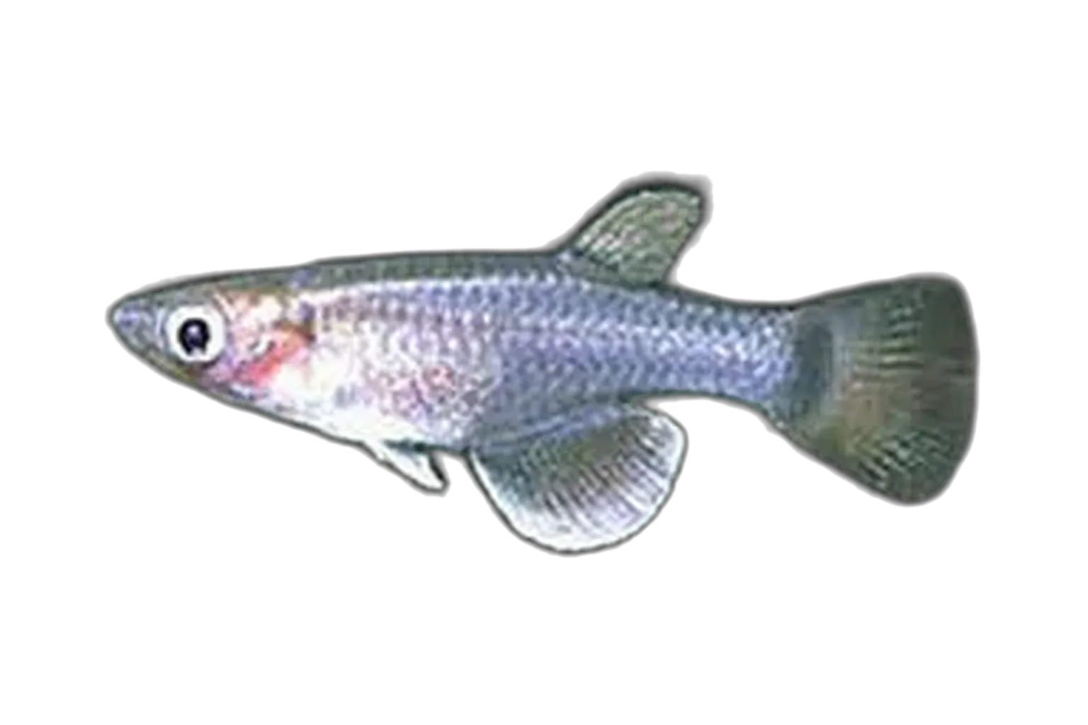 Eastcoast lampeye (Pantanodon stuhlmanni) specimen