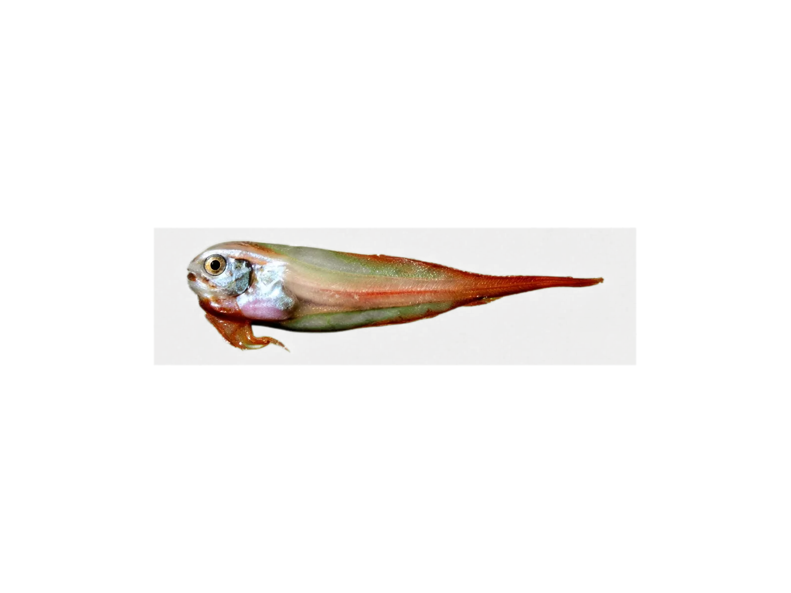 Paraliparis molinai (Paraliparis molinai) specimen