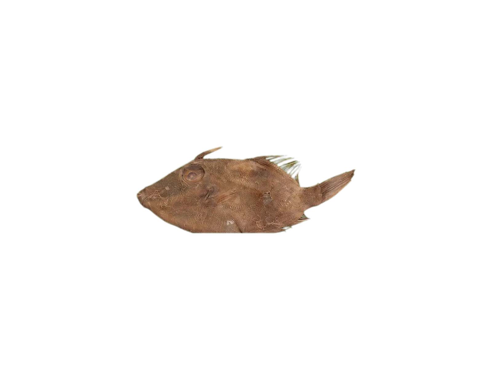 Estuary filefish (Paramonacanthus tricuspis) specimen