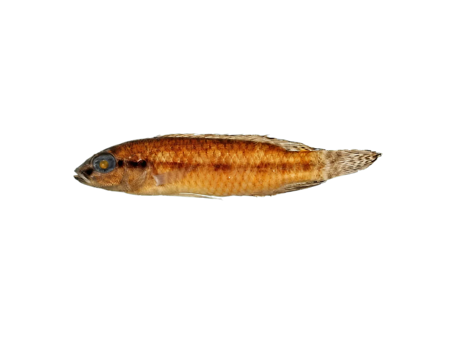 短吻副南麗魚（Parananochromis brevirostris）标本