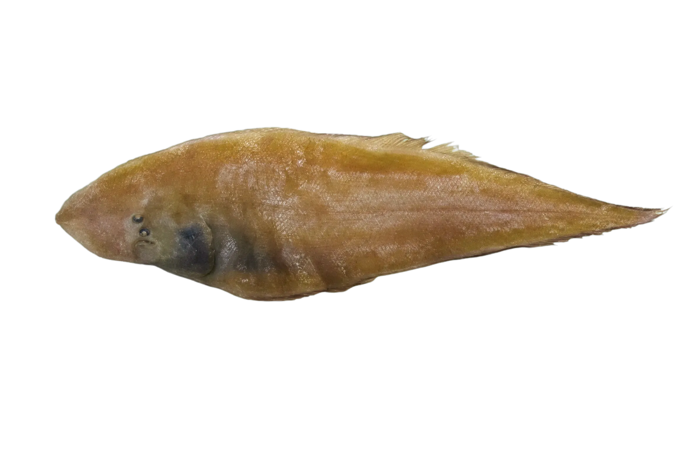 Long-snouted tongue sole (Paraplagusia longirostris) specimen