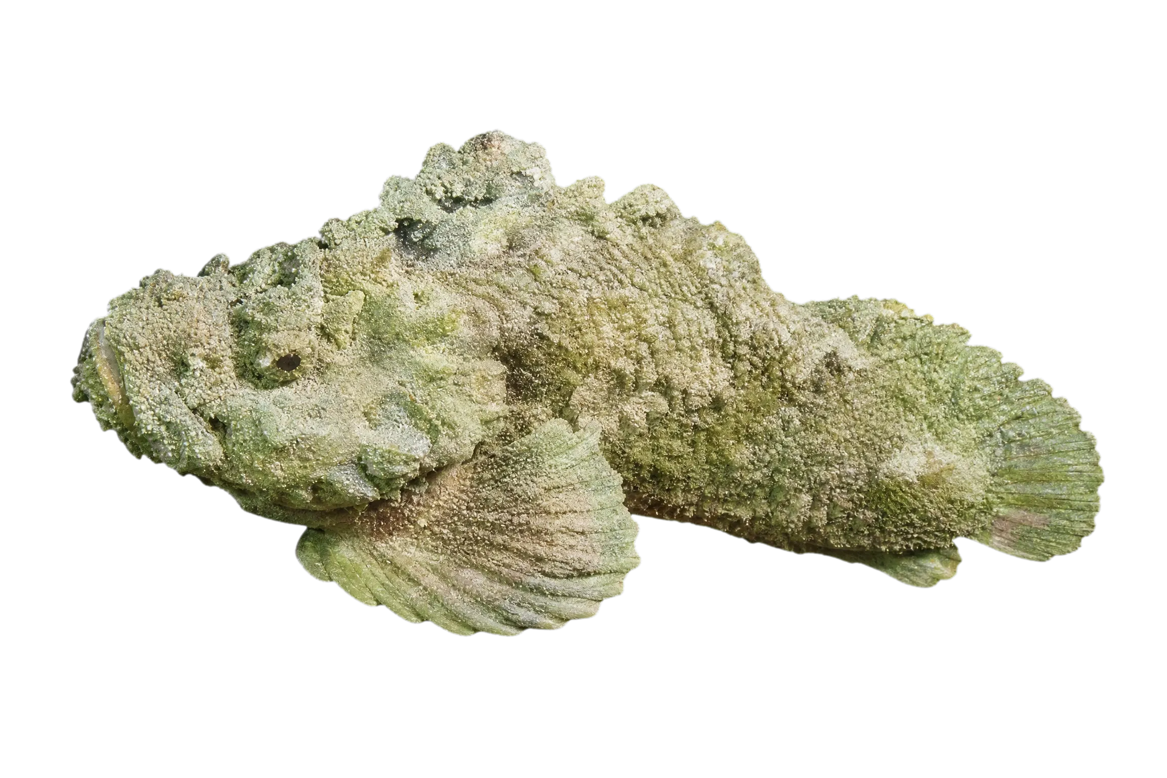 Paraploactis hongkongiensis (Paraploactis hongkongiensis) specimen