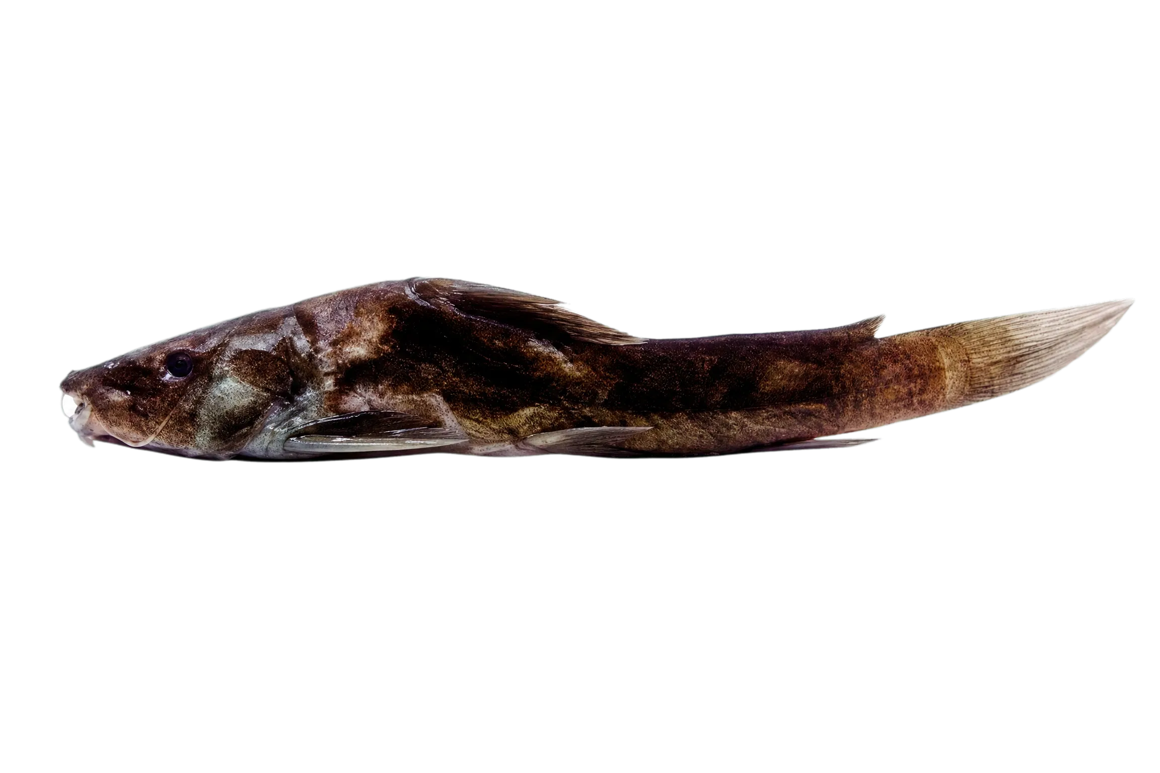 比氏副項鱨（Parauchenoglanis buettikoferi）标本