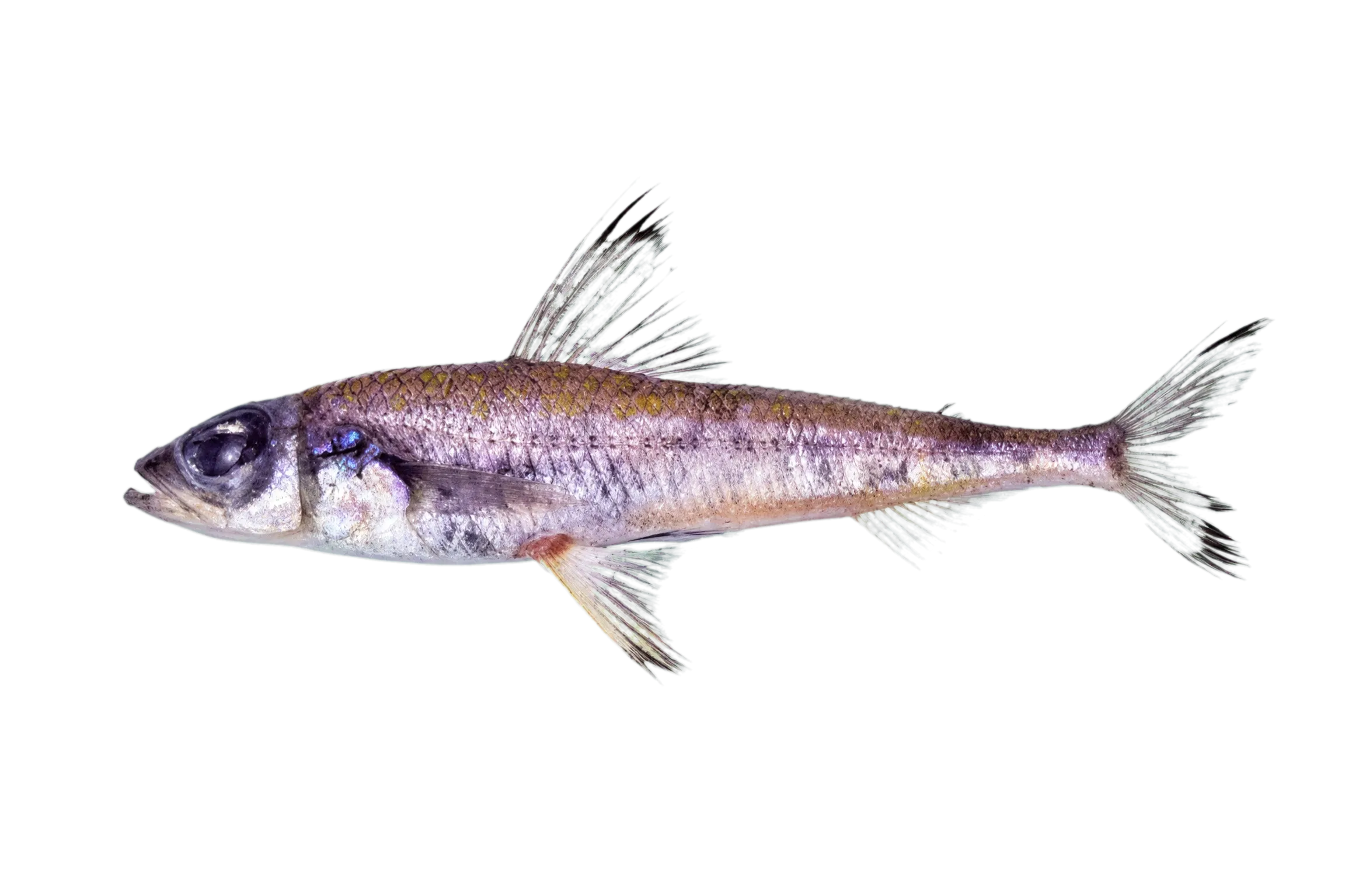 cucumber fish (Paraulopus nigripinnis) specimen