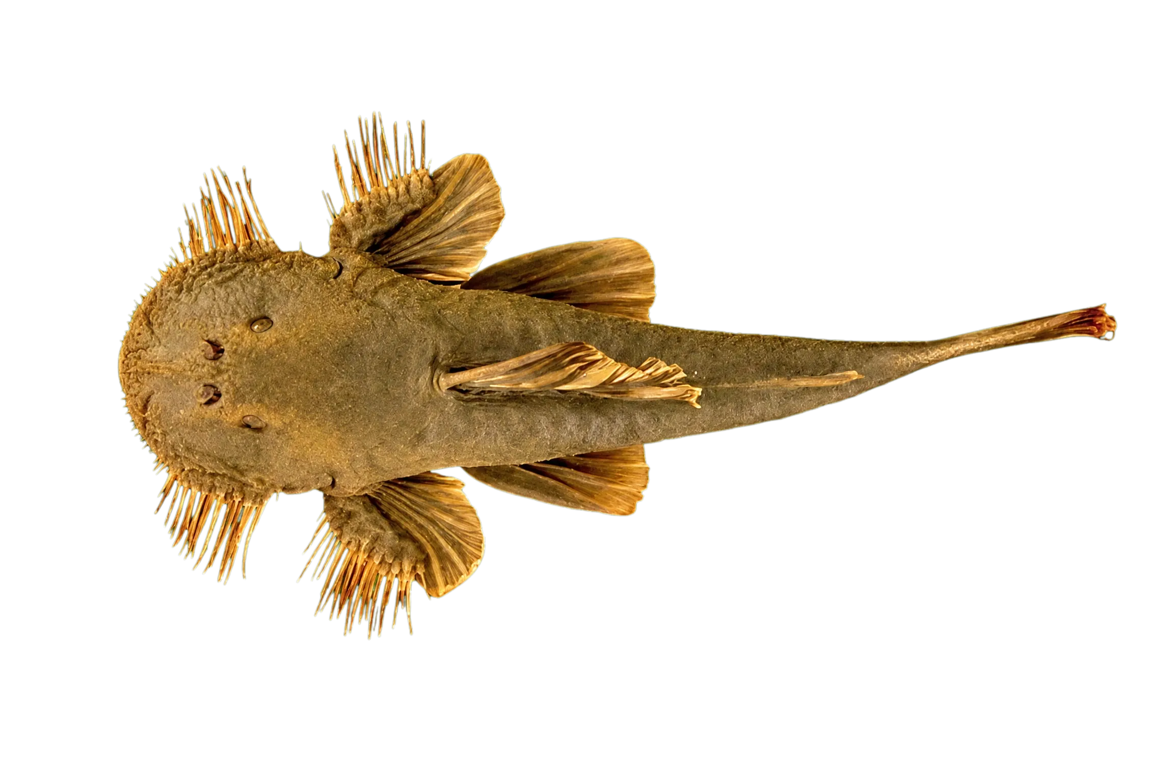 Pareiorhaphis garbei (Pareiorhaphis garbei) specimen