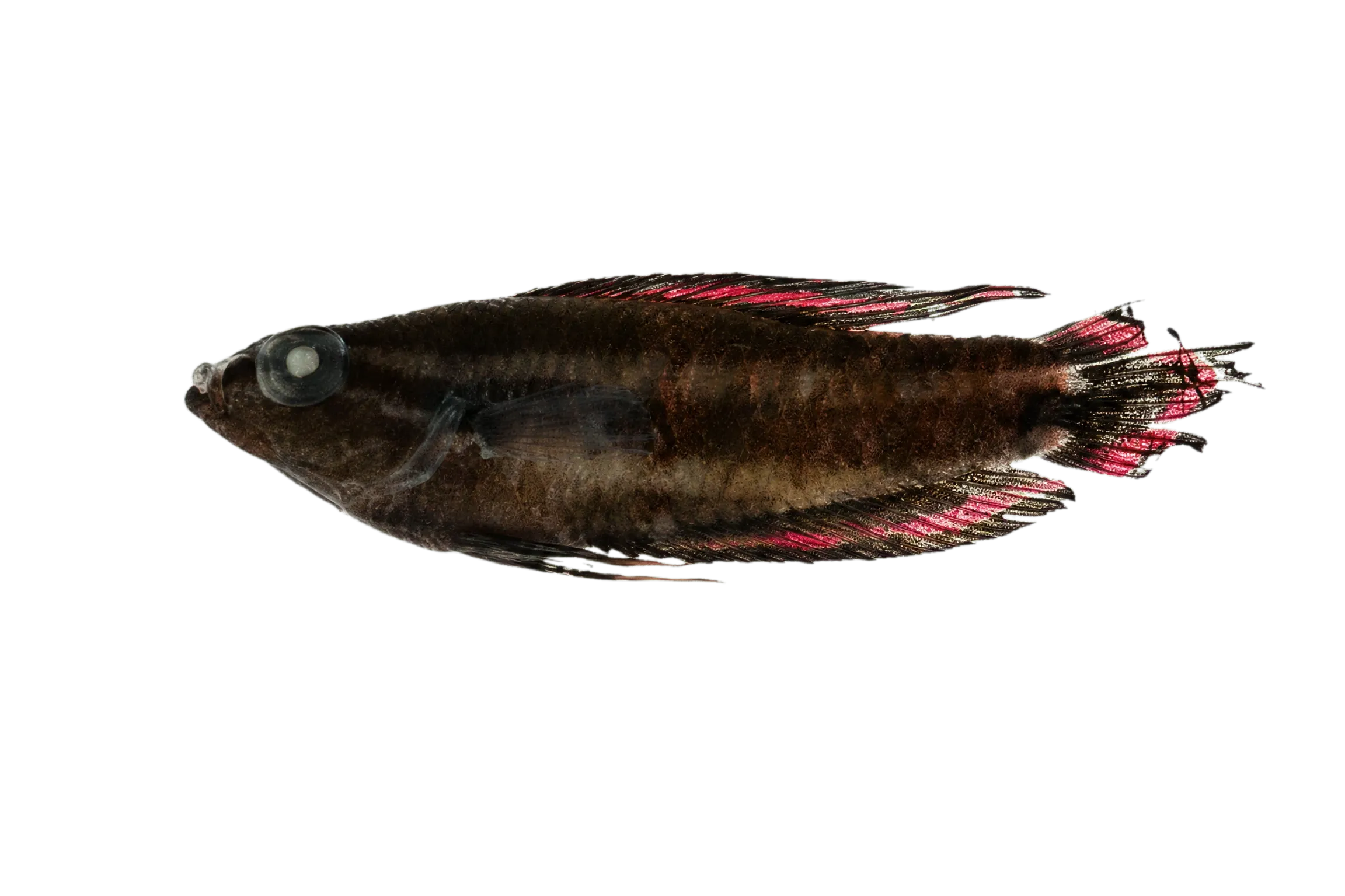 Parosphromenus tweediei (Parosphromenus tweediei) specimen