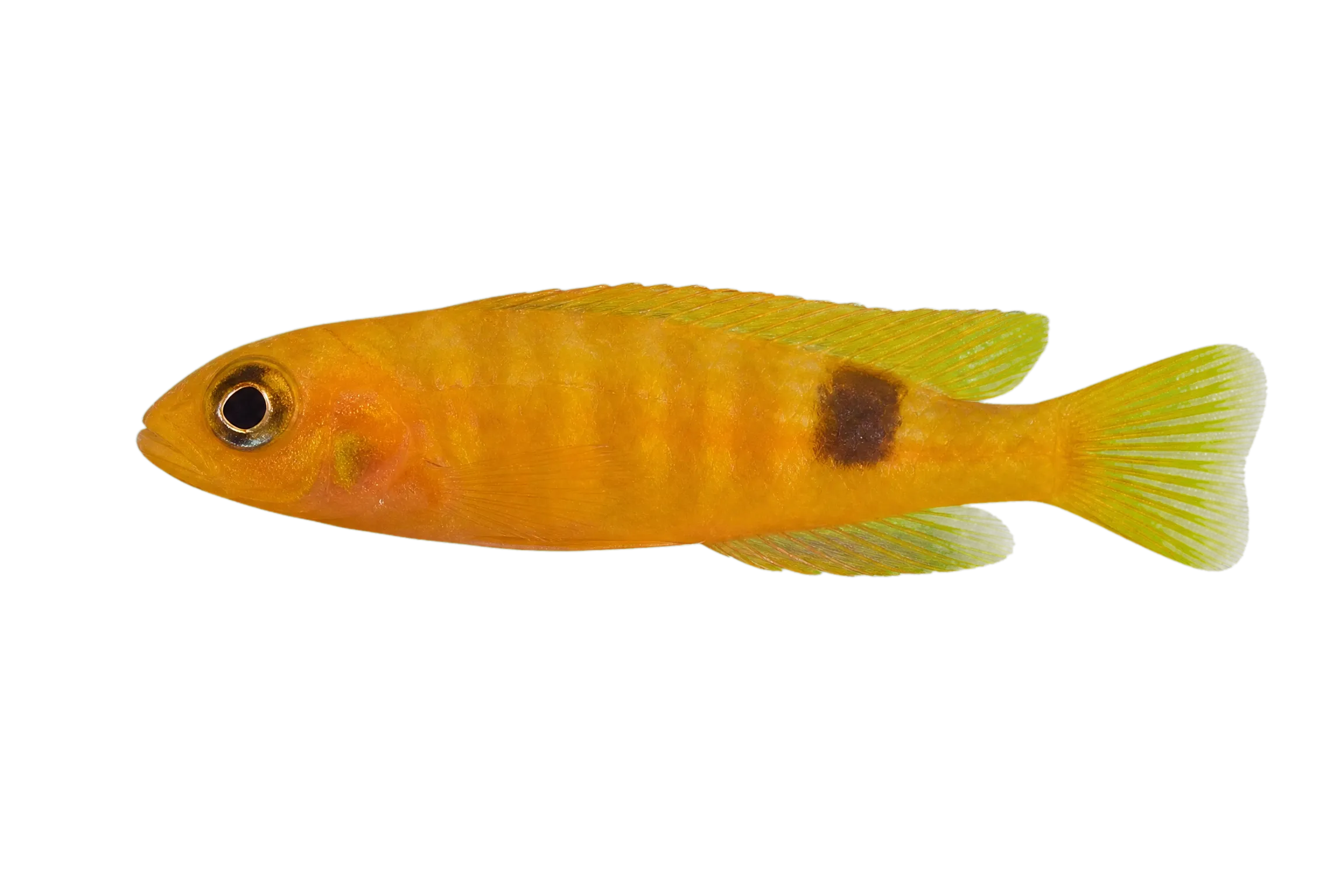 Buettikofer's Cichlid (Pelmatochromis buettikoferi) specimen