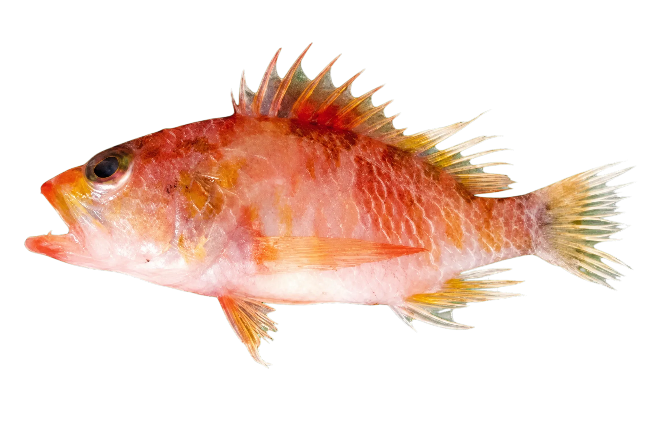Alcock's deep-reef basslet (Pelontrus alcocki) specimen