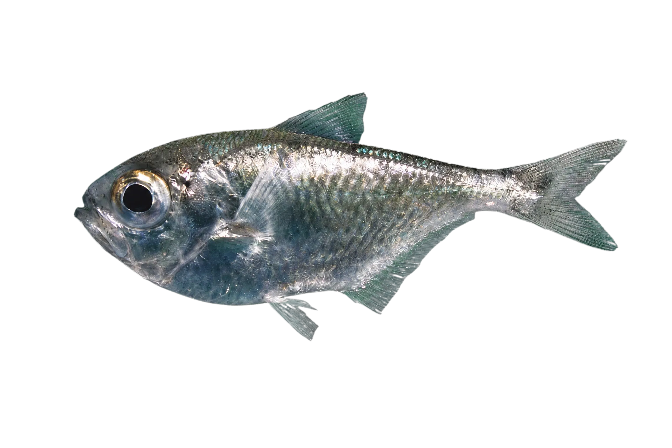 Trindade sweeper (Pempheris gasparinii) specimen