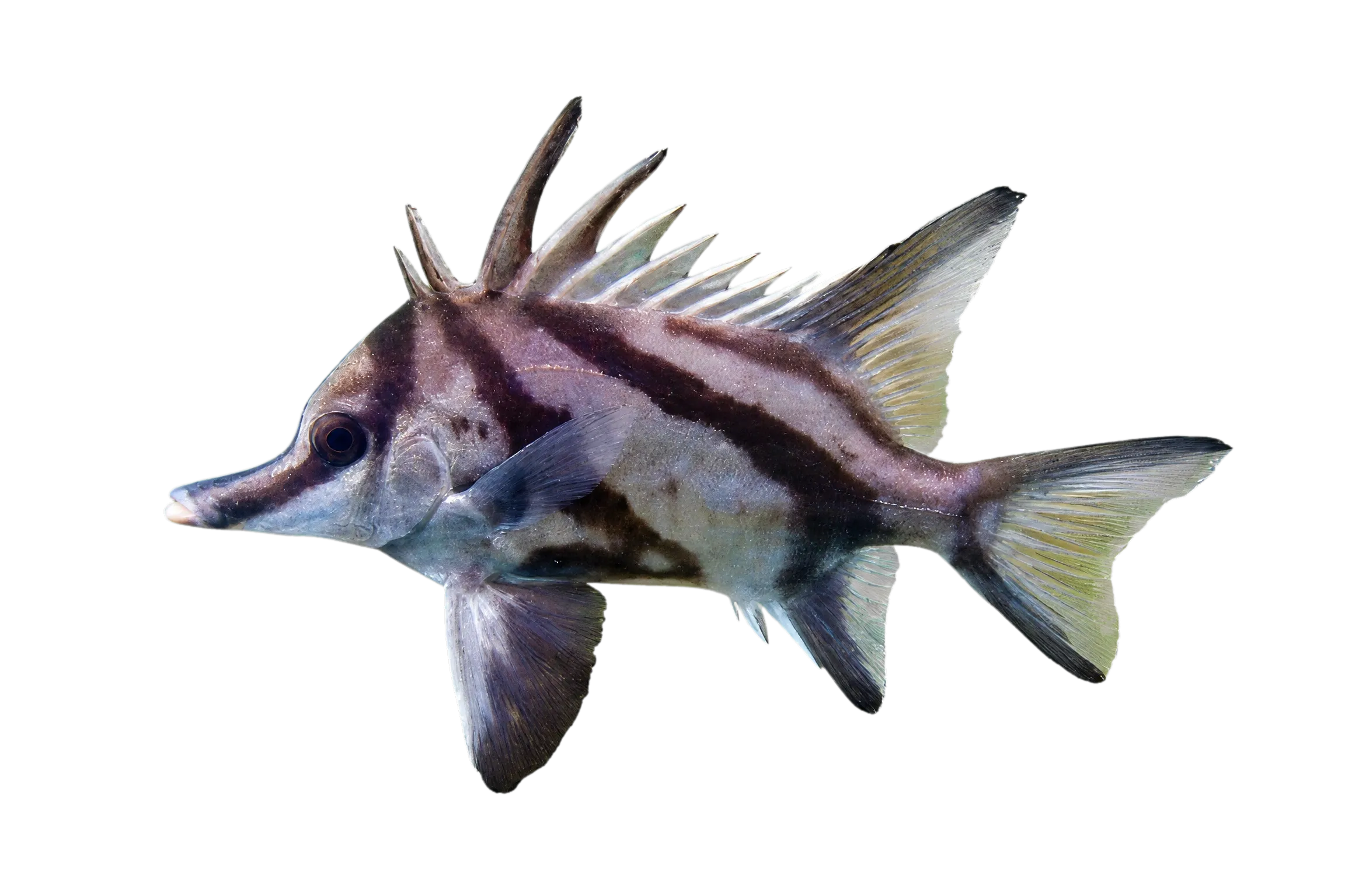Longsnout boarfish (Pentaceropsis recurvirostris) specimen