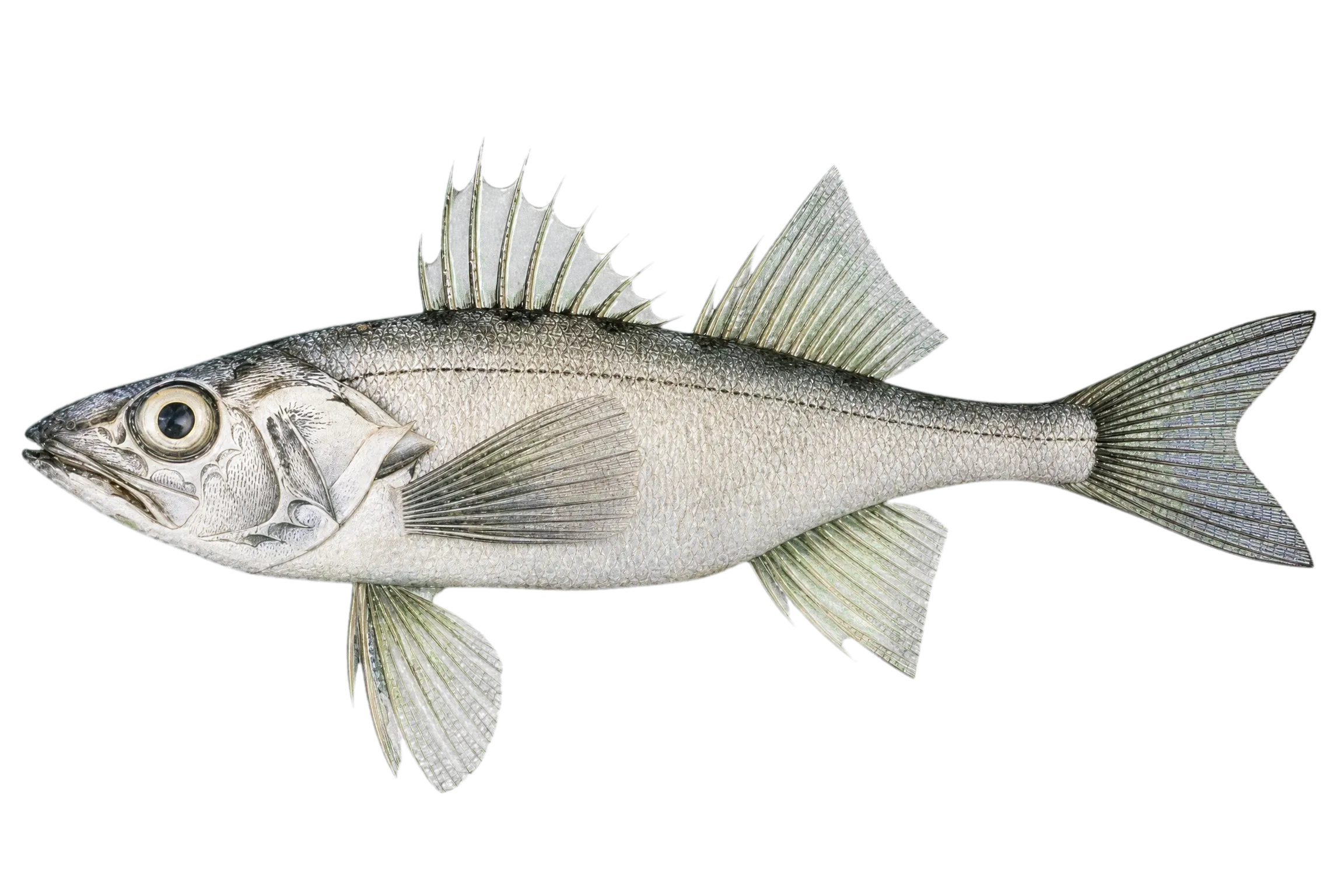 Common percarina (Percarina demidoffii) specimen