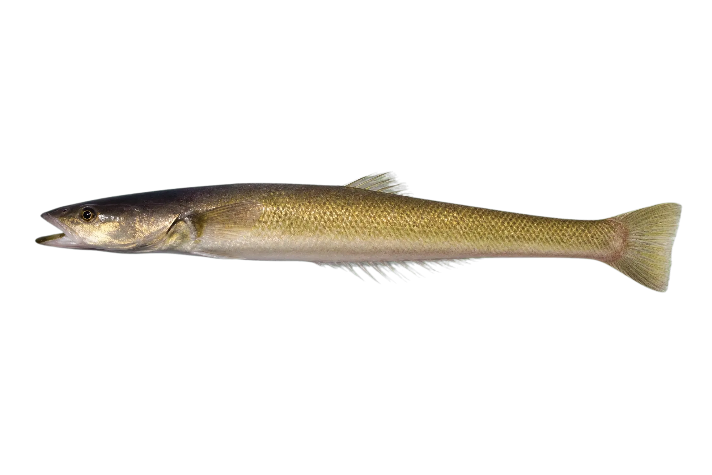 Brazilian flathead (Percophis brasiliensis) specimen