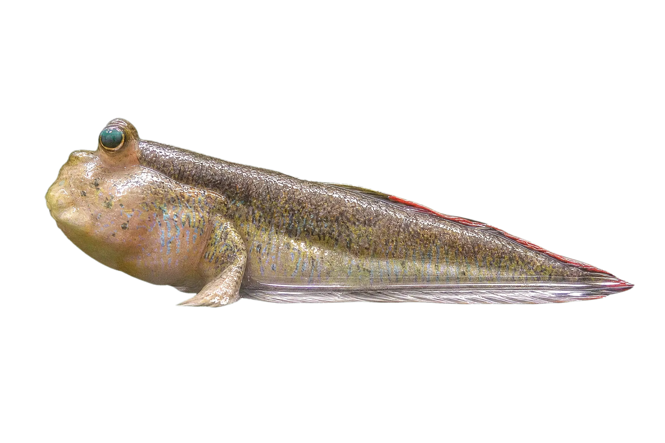 Asian Dwarf Mudskipper (Periophthalmodon septemradiatus) specimen