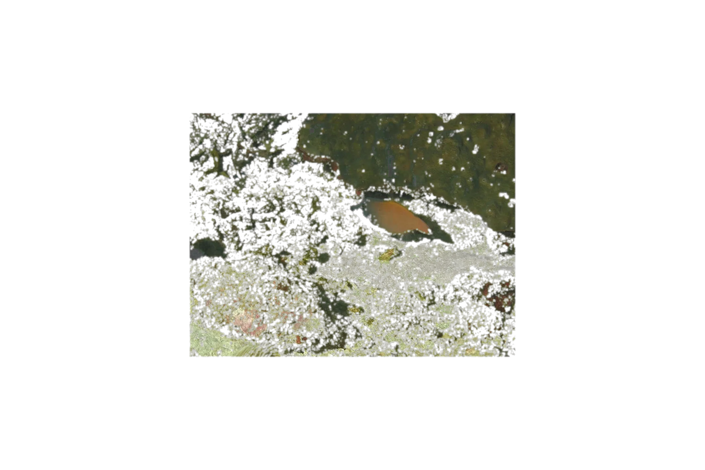 redtail filefish (Pervagor melanocephalus) specimen