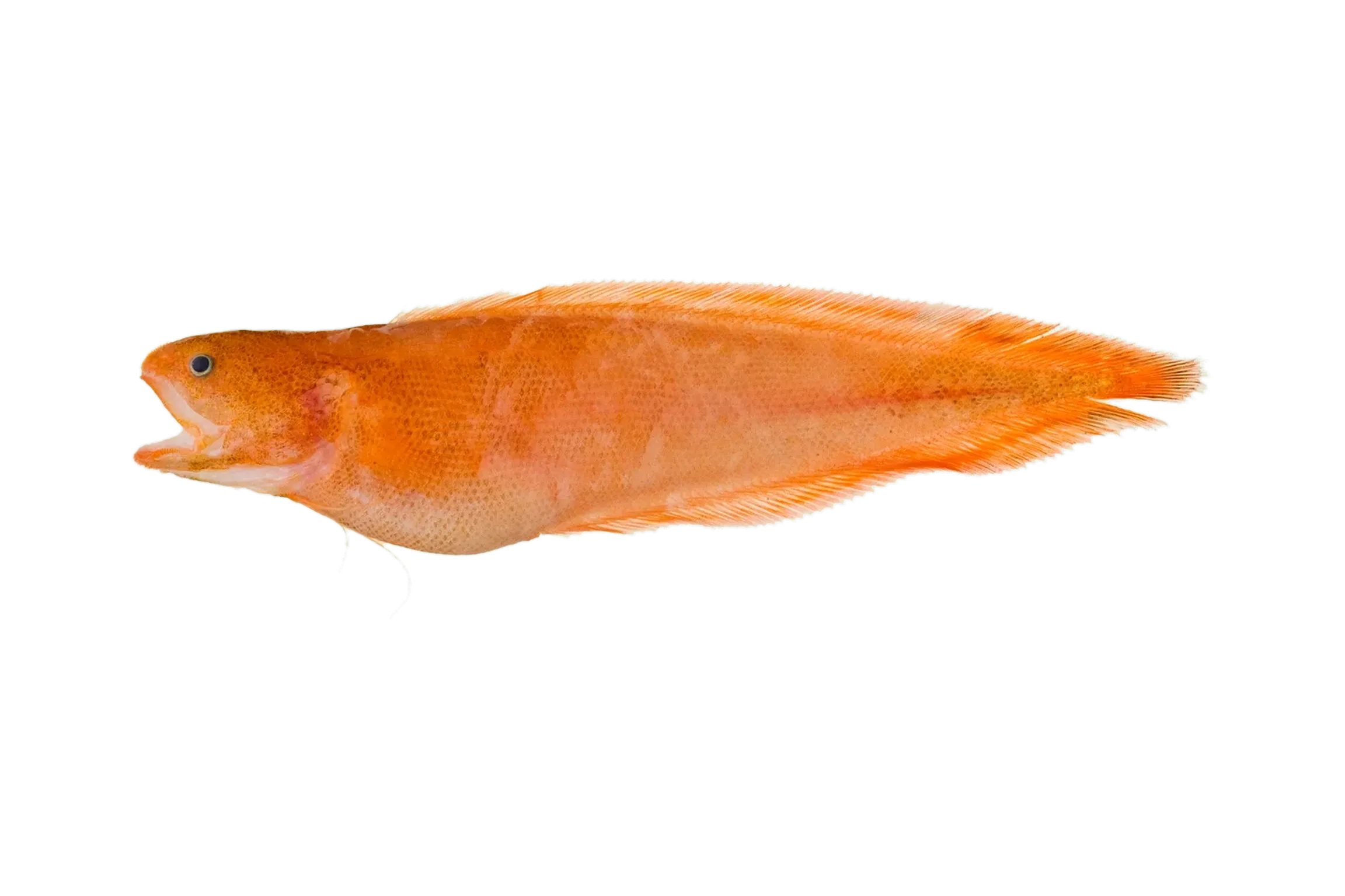 redfin brotula (Petrotyx sanguineus) specimen