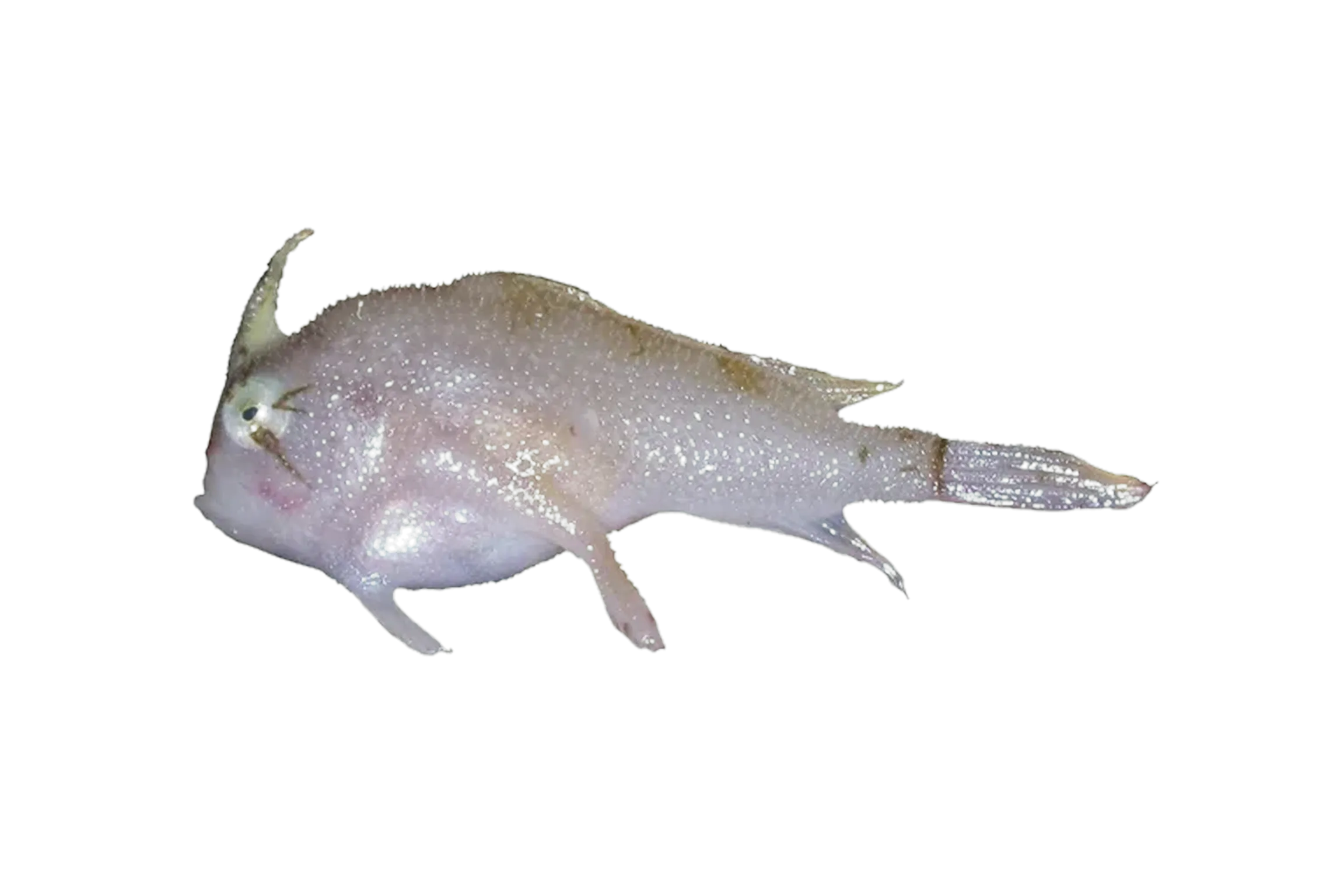 Eyelash handfish (Pezichthys nigrocilium) specimen