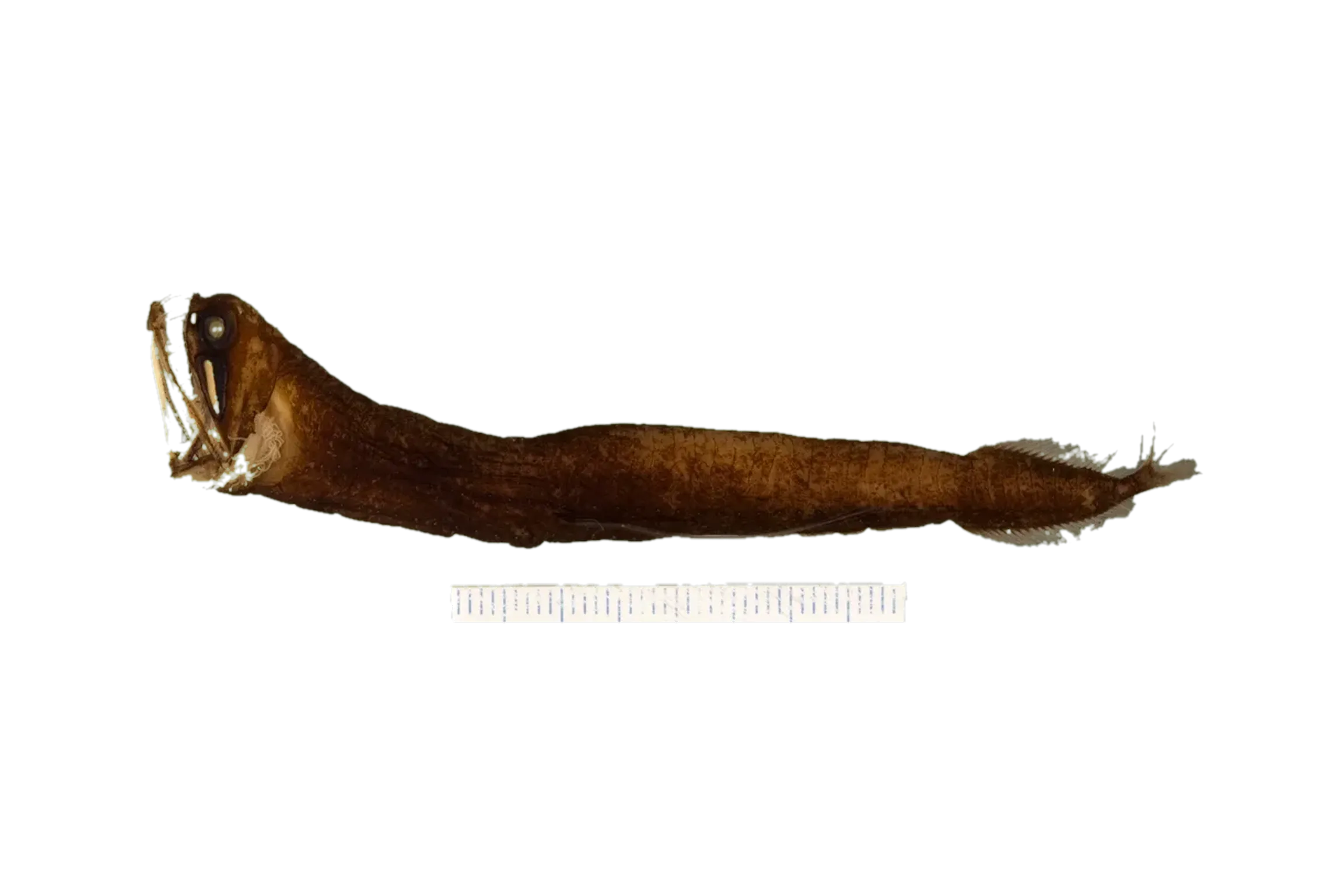 Photostomias atrox (Photostomias atrox) specimen