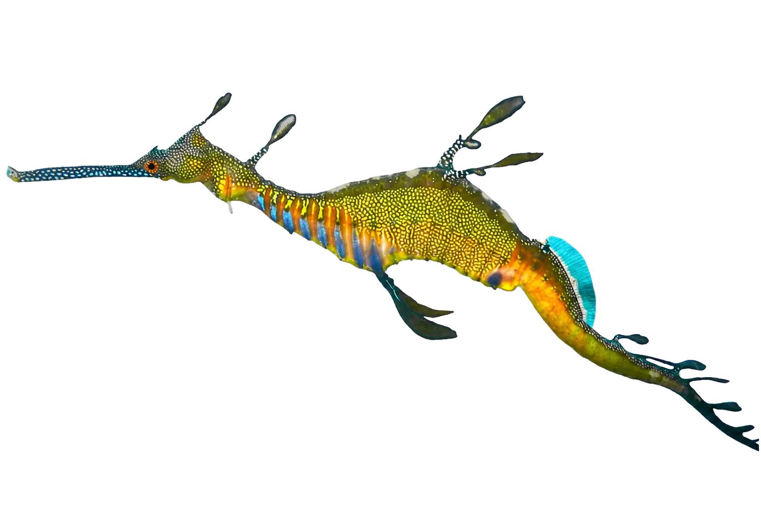 Common seadragon (Phyllopteryx taeniolatus) specimen
