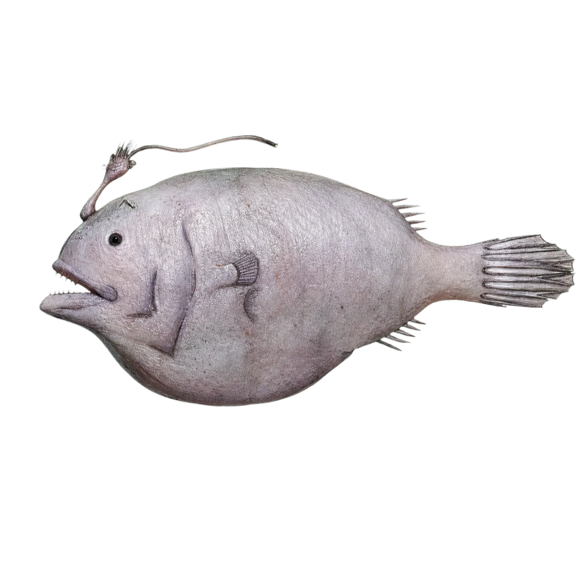 Phyllorhinichthys balushkini (Phyllorhinichthys balushkini) specimen