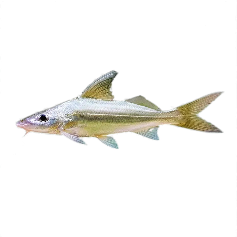 Pimelodus argenteus (Pimelodus argenteus) specimen
