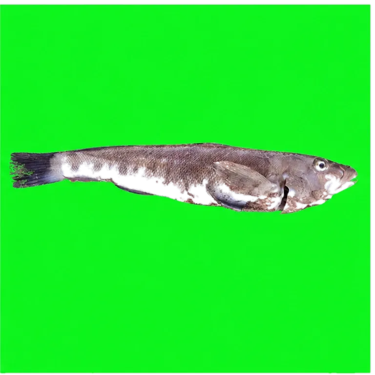 Brazilian sandperch (Pinguipes brasilianus) specimen