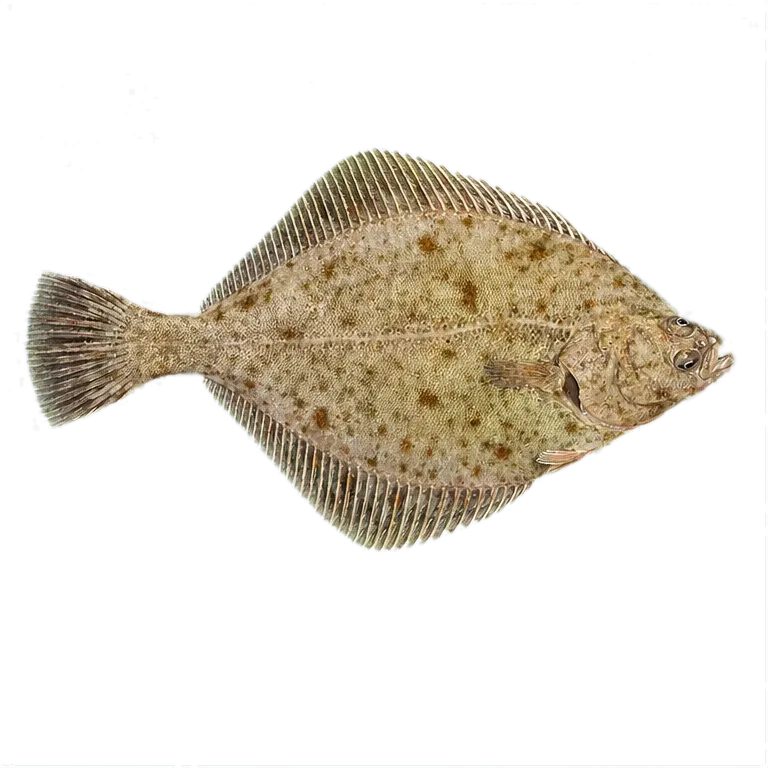 fluke (Platichthys flesus) specimen