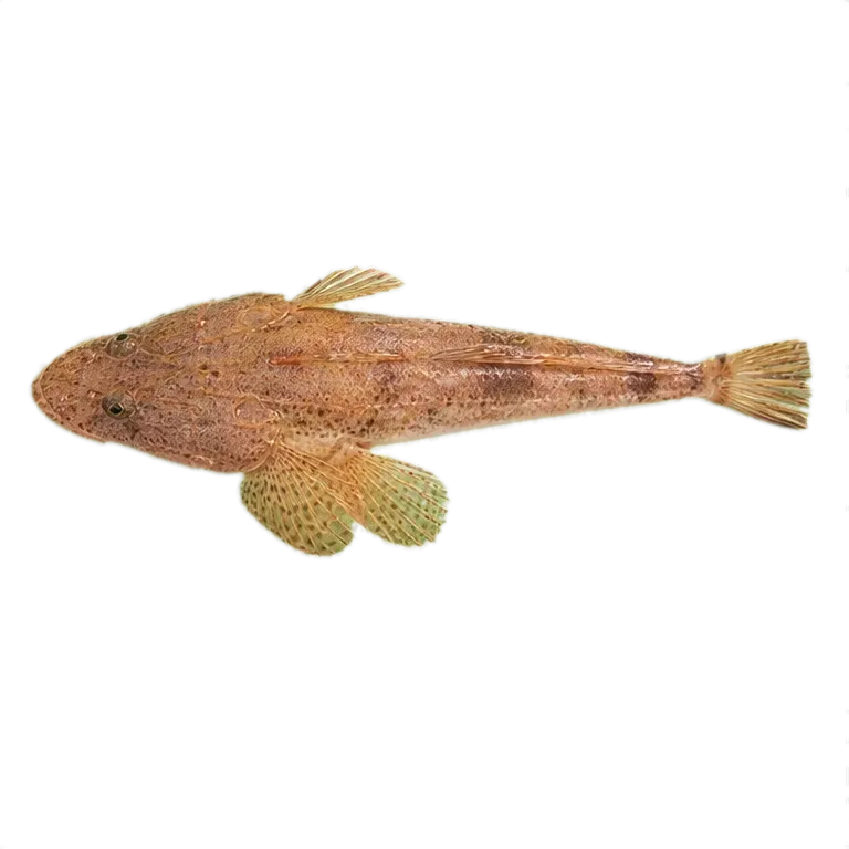 Longspine flathead (Platycephalus grandispinis) specimen