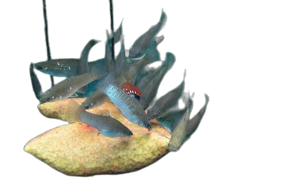 mangrove molly (Poecilia orri) specimen
