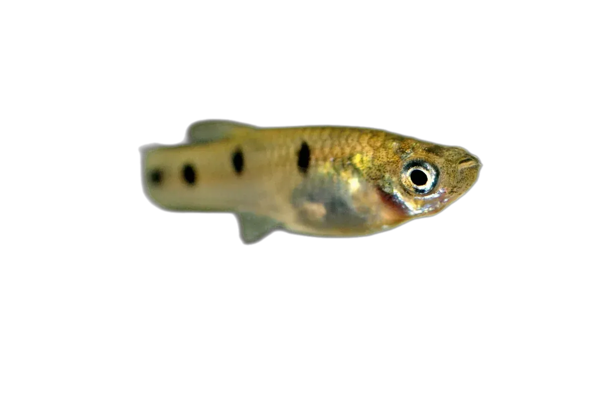 Largespot Livebearer (Poeciliopsis pleurospilus) specimen