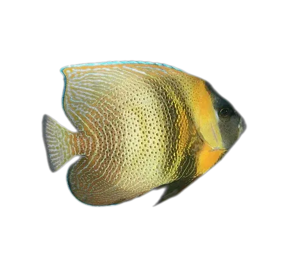 Cortez angelfish (Pomacanthus zonipectus) specimen