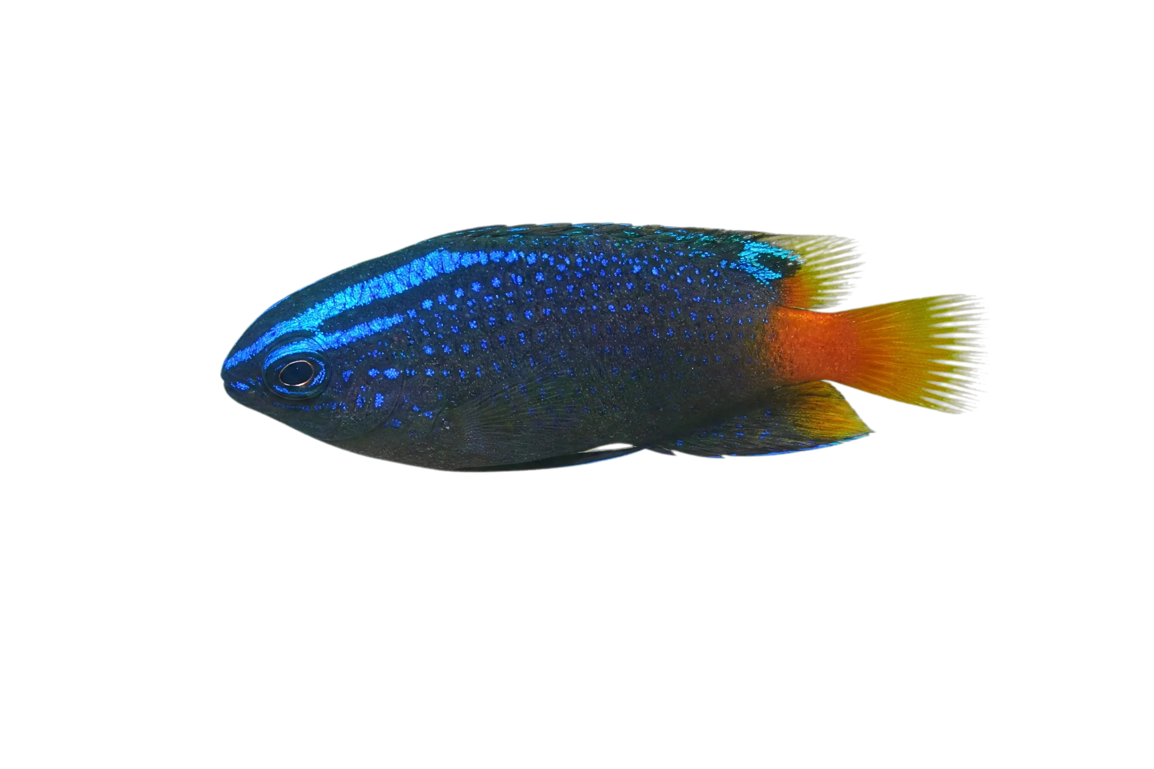 Brackish damsel (Pomacentrus taeniometopon) specimen