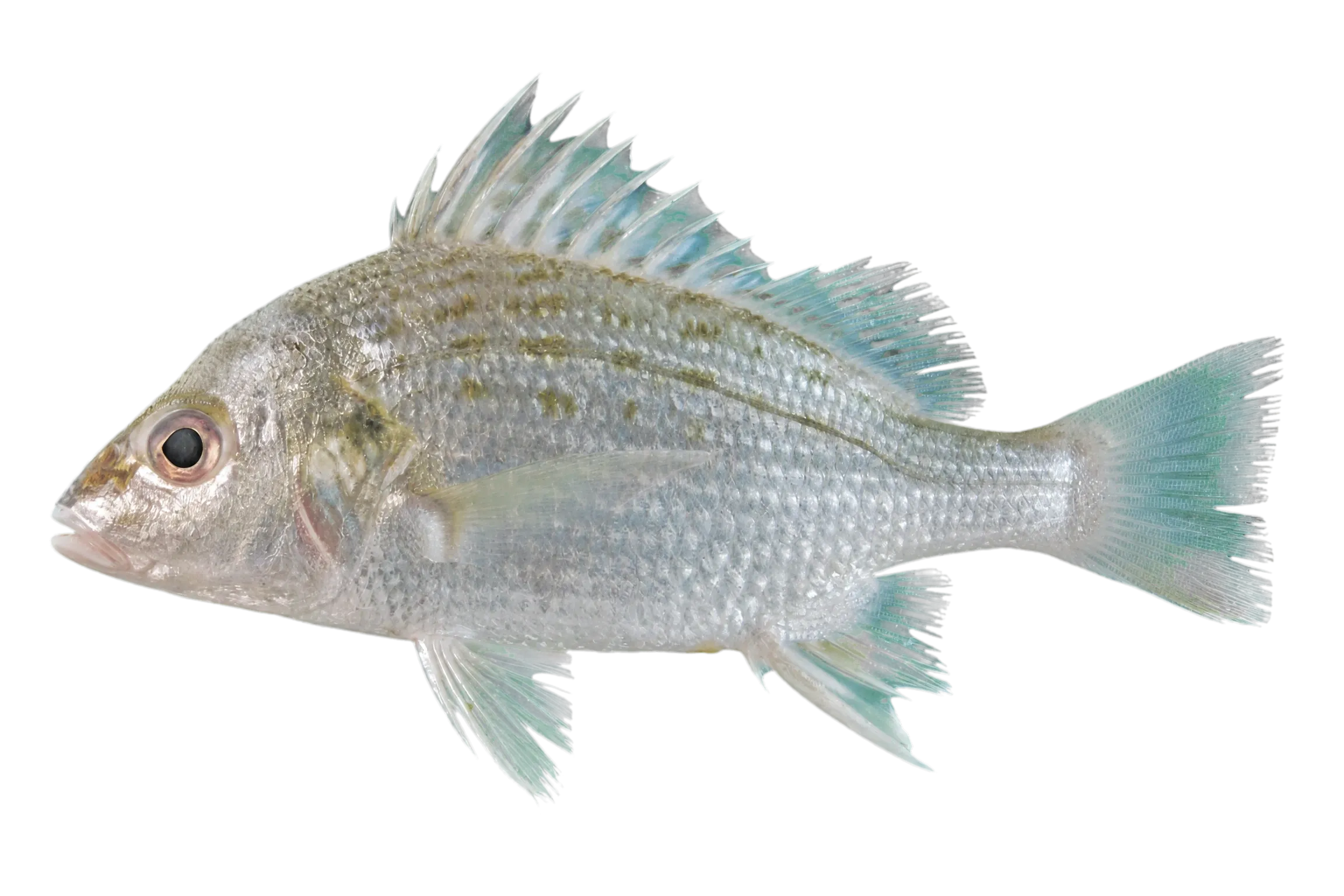 javelin grunter (Pomadasys kaakan) specimen