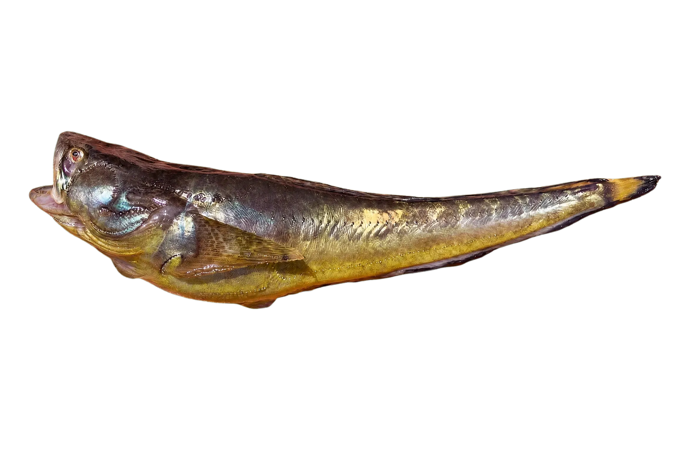 specklefin midshipman (Porichthys myriaster) specimen